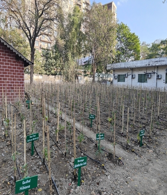 URBAN FOREST